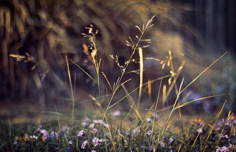 Grass and Wildflowers — Green