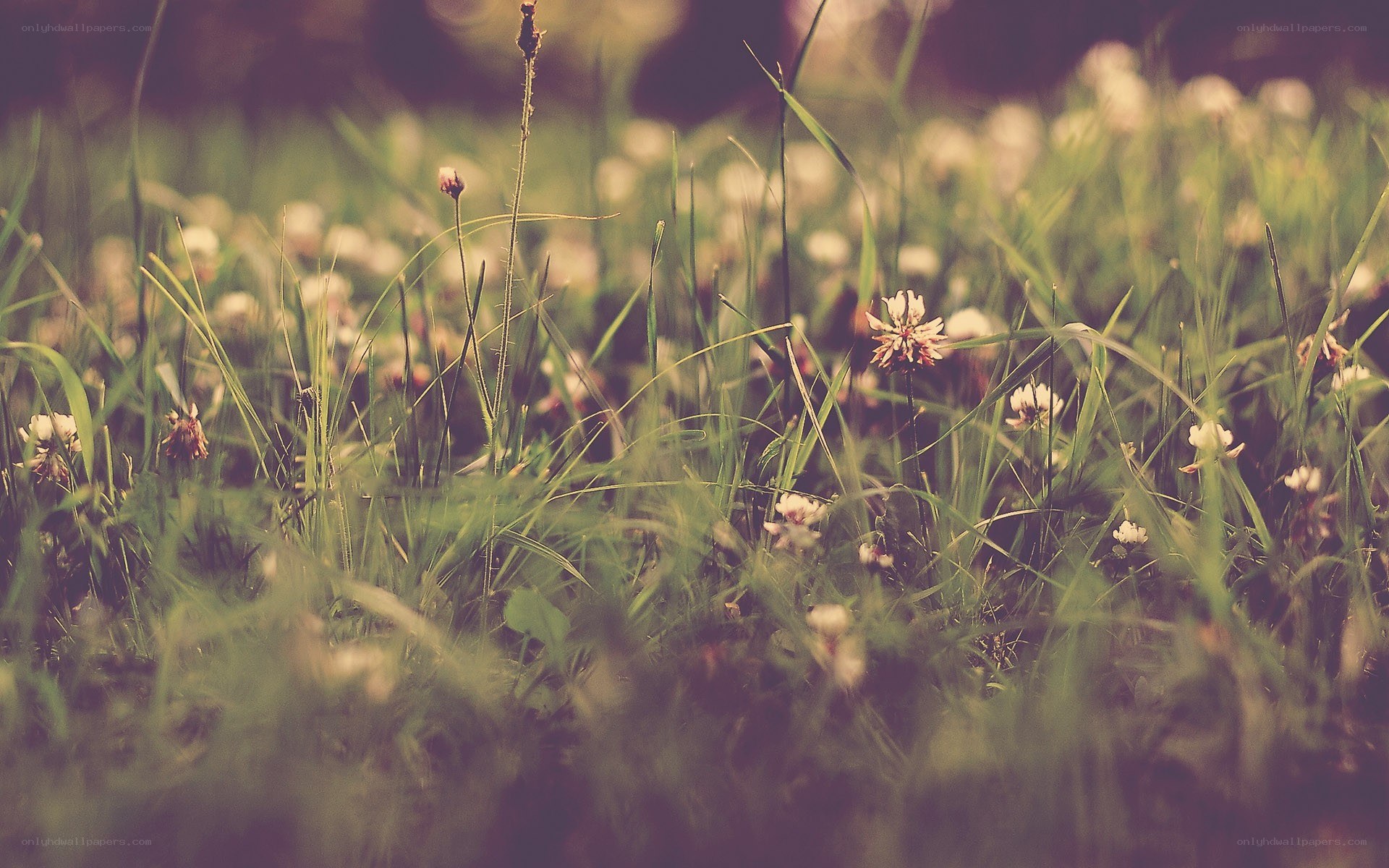 Grass and wildflowers in a field