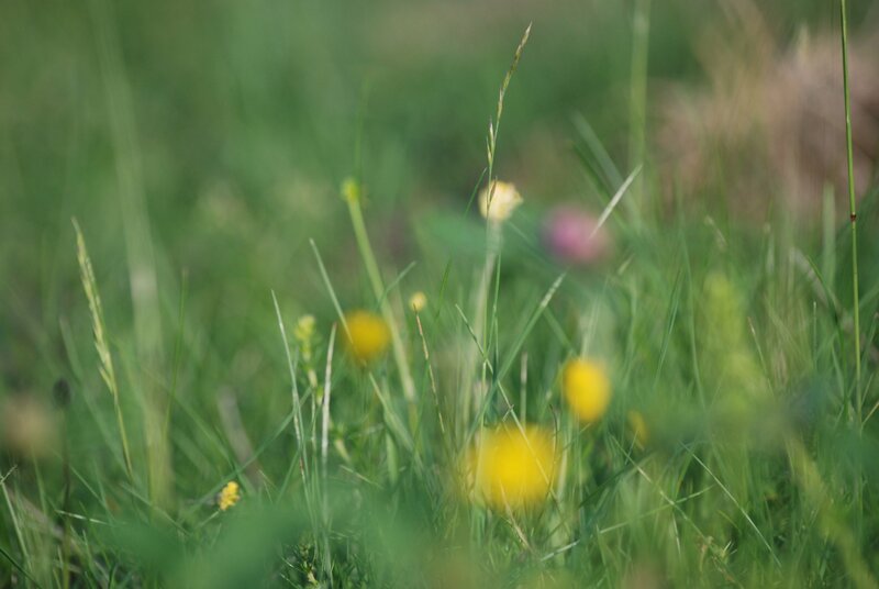 Grass and wildflowers in a meadow