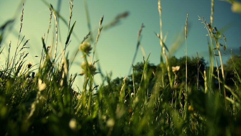 Grass and wildflowers in sunlight