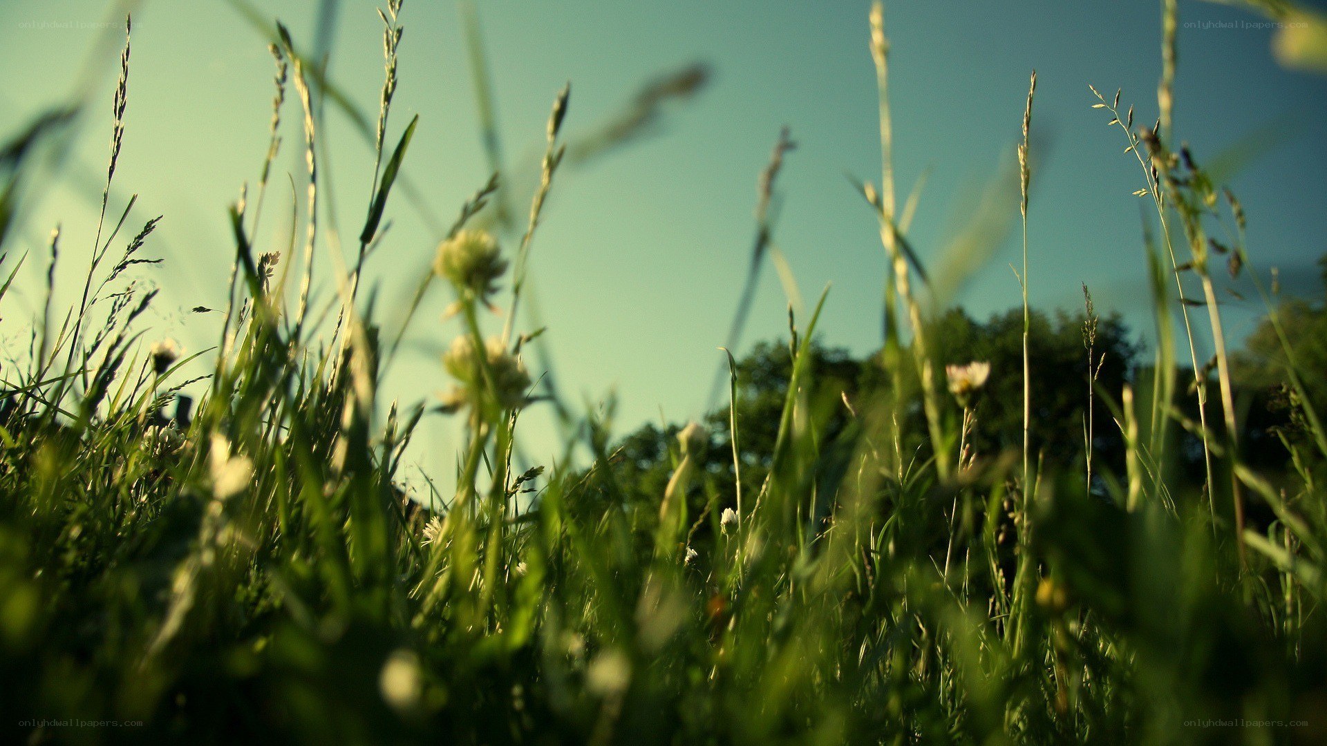 Grass and wildflowers in sunlight