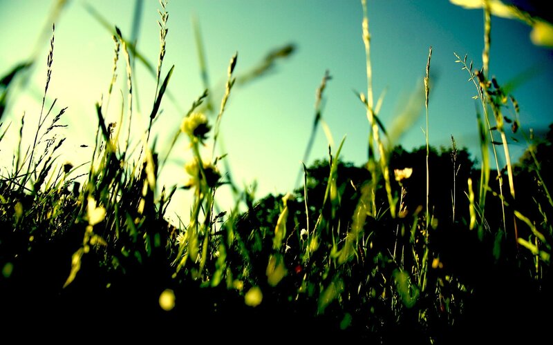 Grass and wildflowers in sunlight