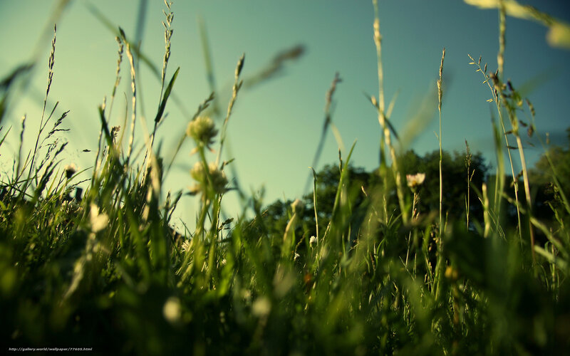 Grass and wildflowers in sunlight