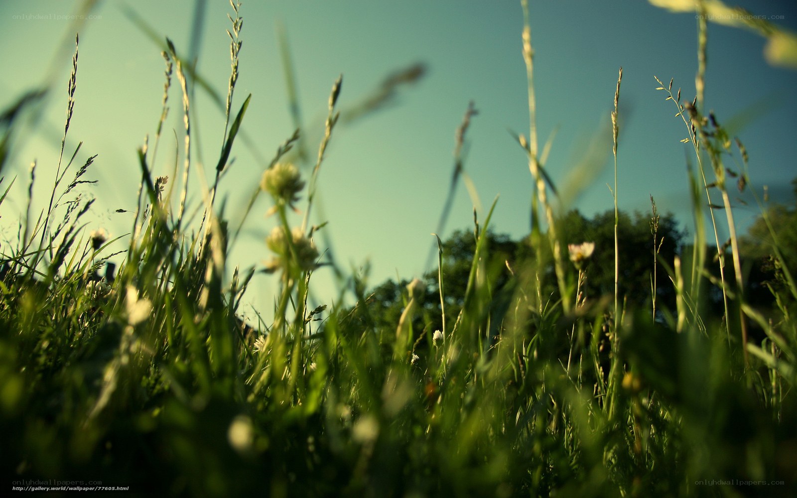 Grass and wildflowers in sunlight
