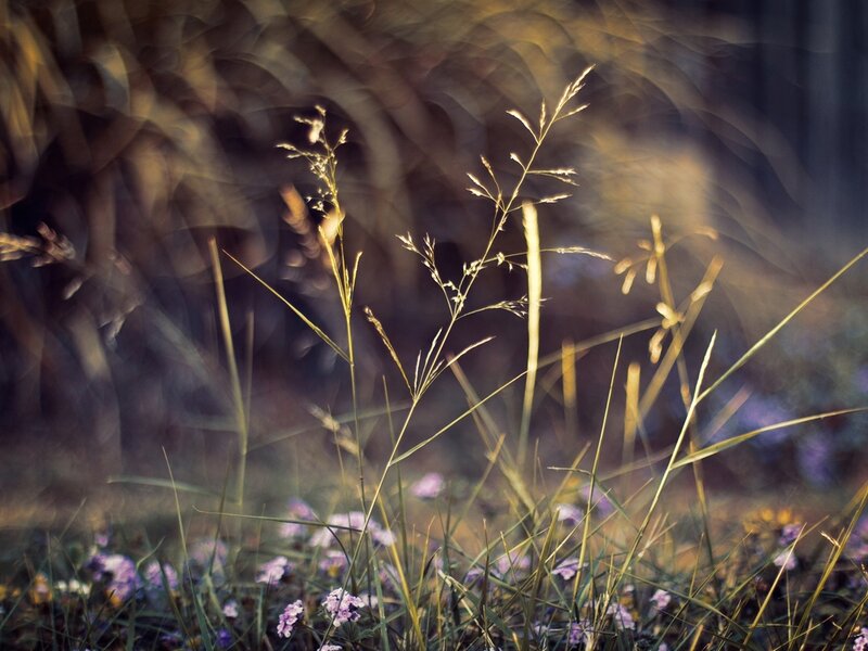 Grass and Wildflowers