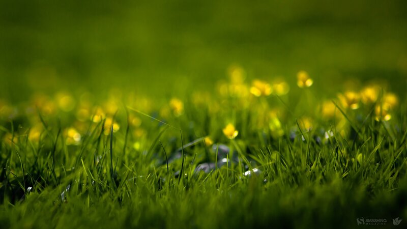 Grass and yellow flowers