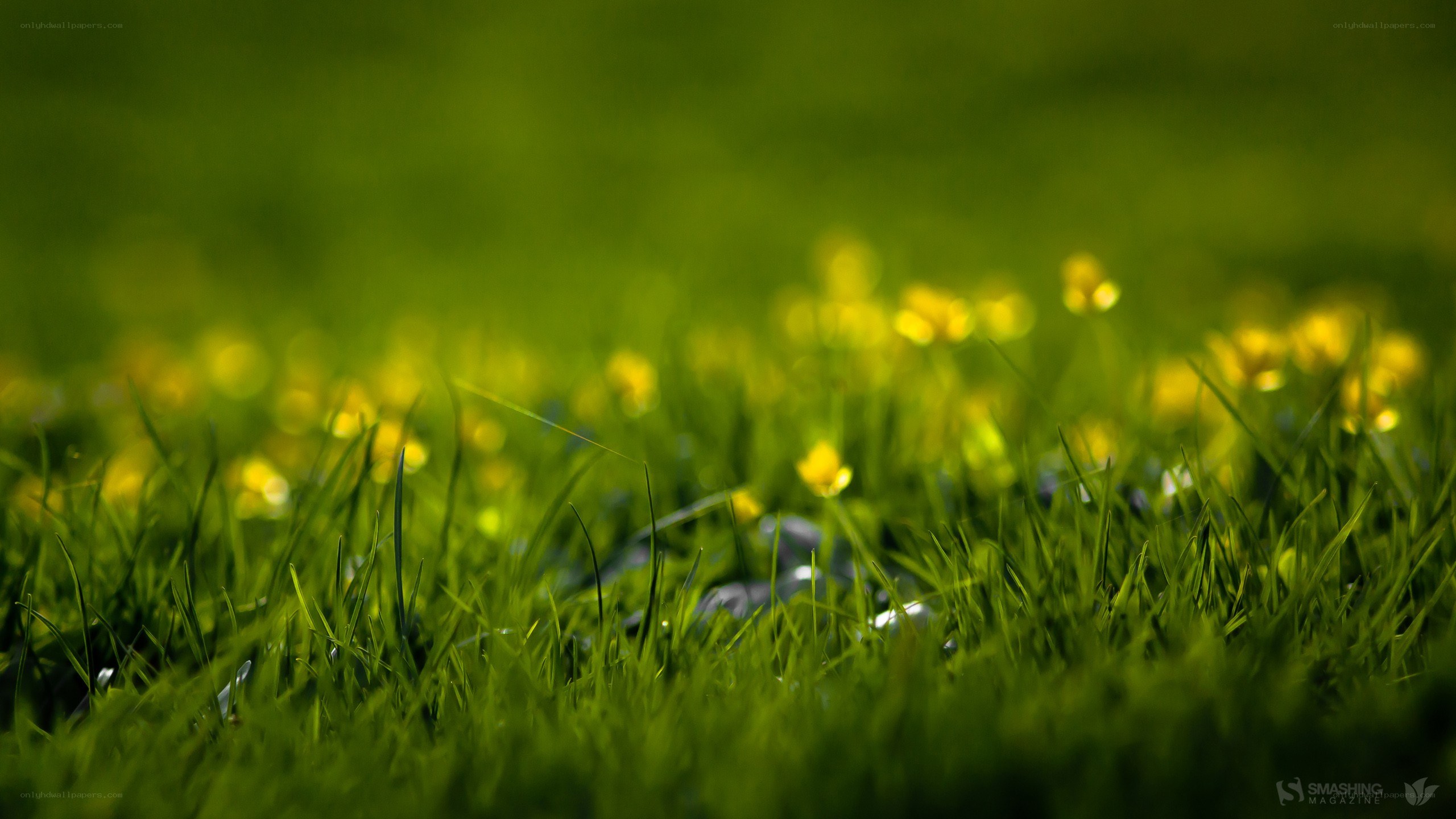 Grass and yellow flowers