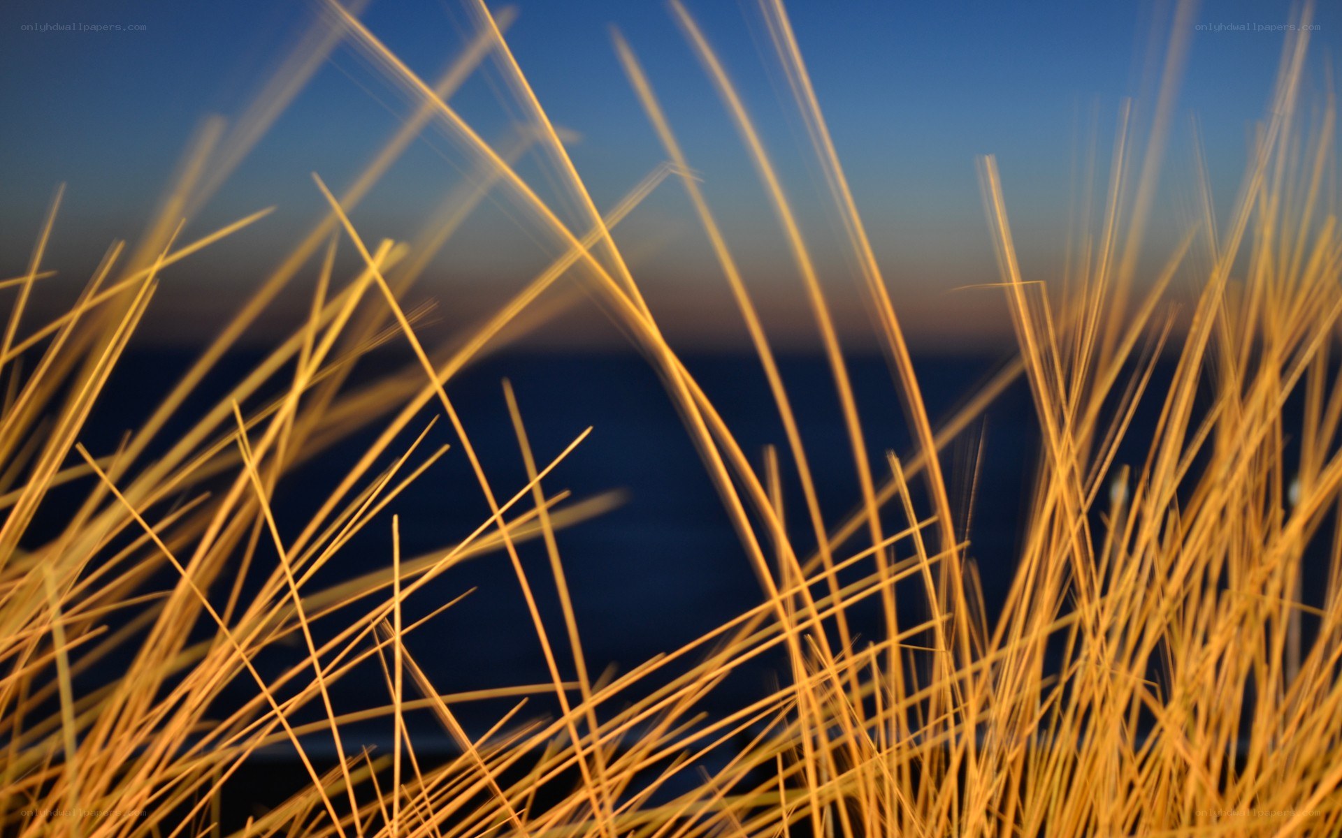 Grass at dusk by the sea