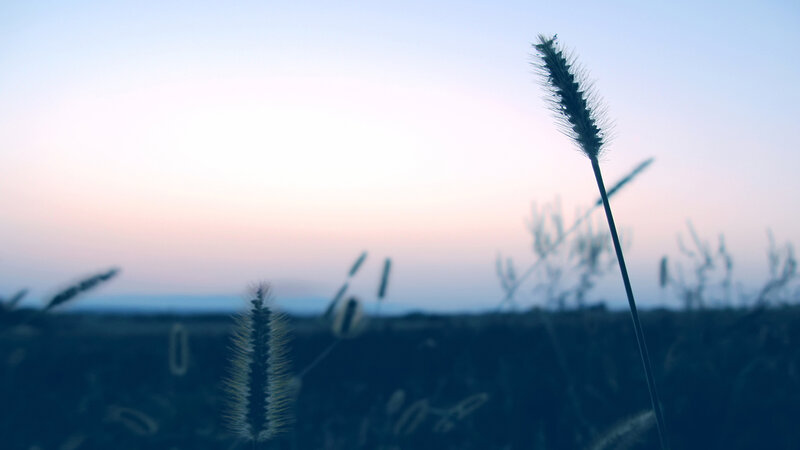 Grass at dusk