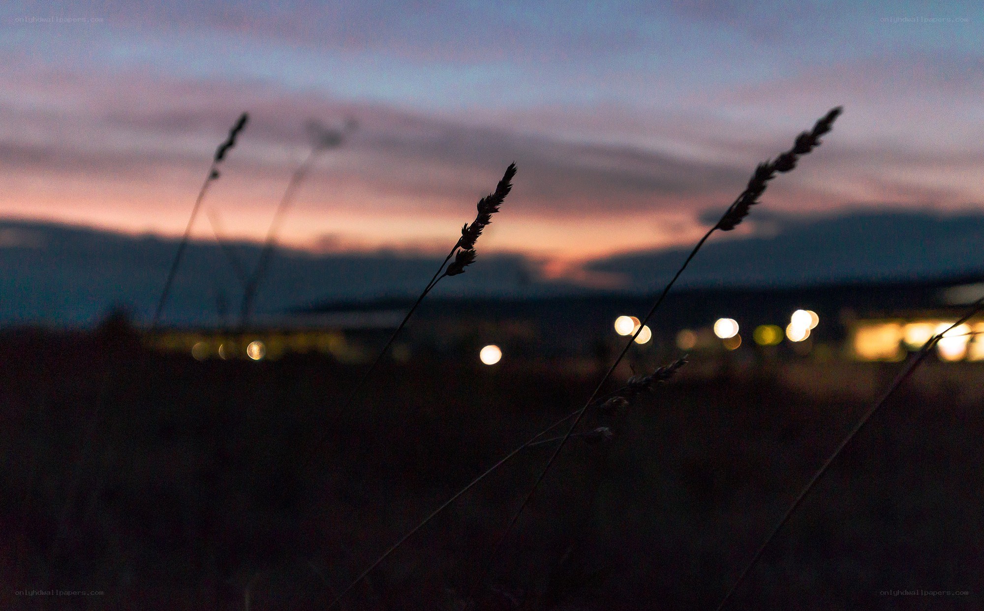 Grass at dusk with city lights