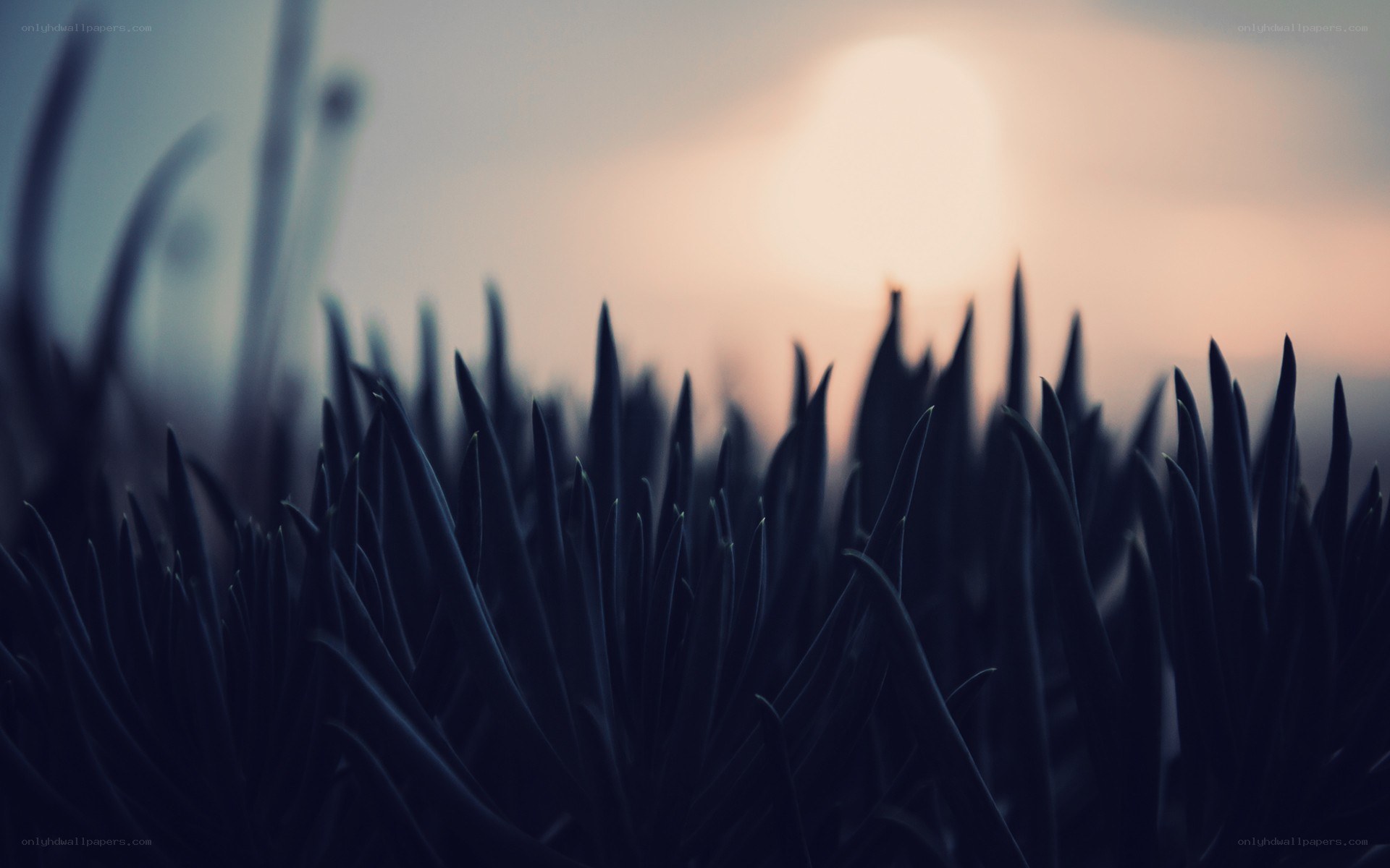 Grass at sunset