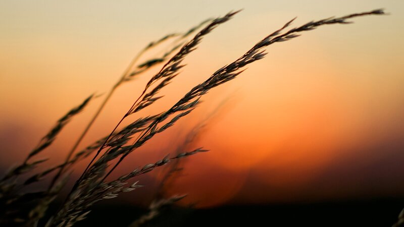 Grass at sunset