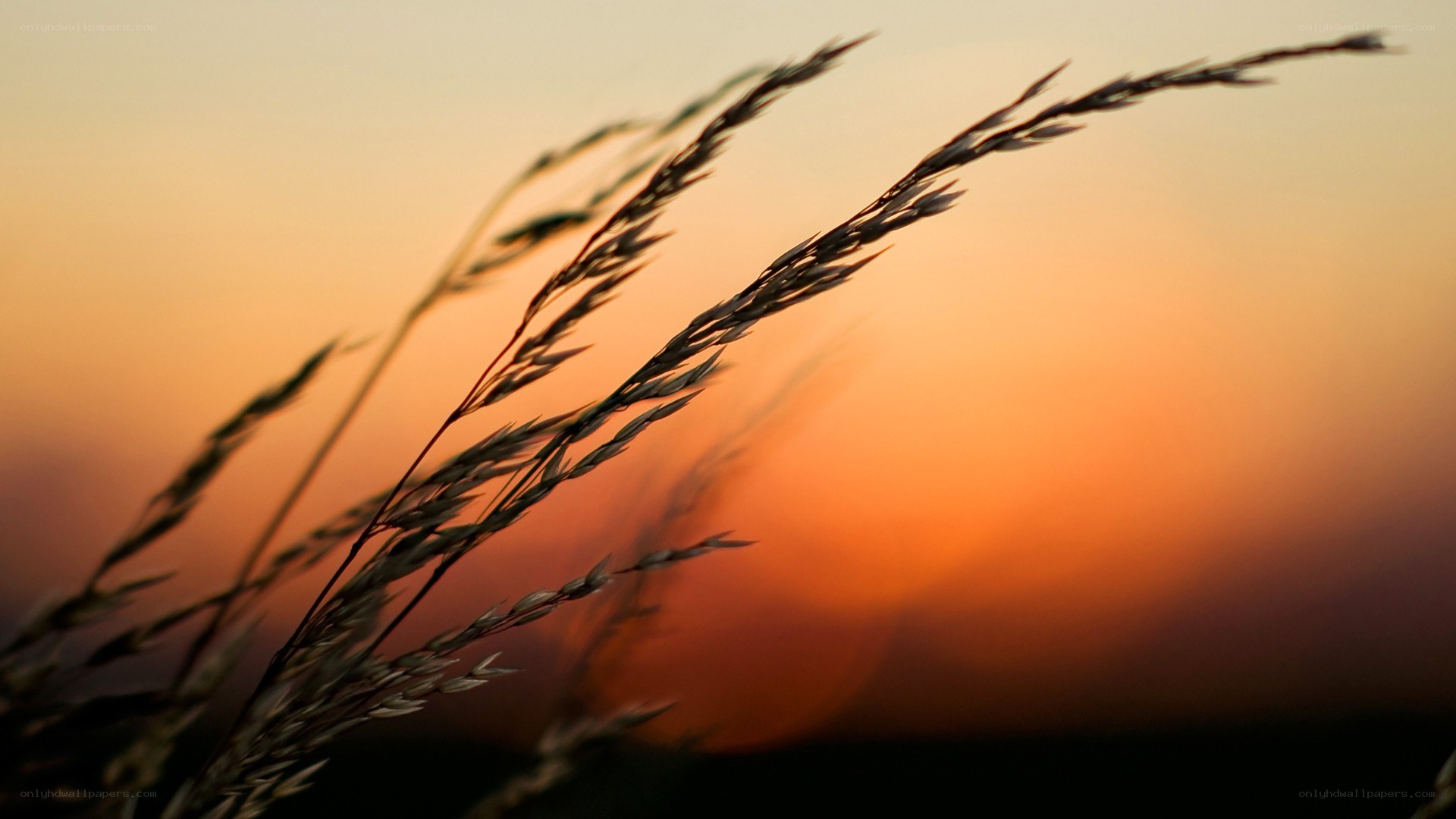 Grass at sunset