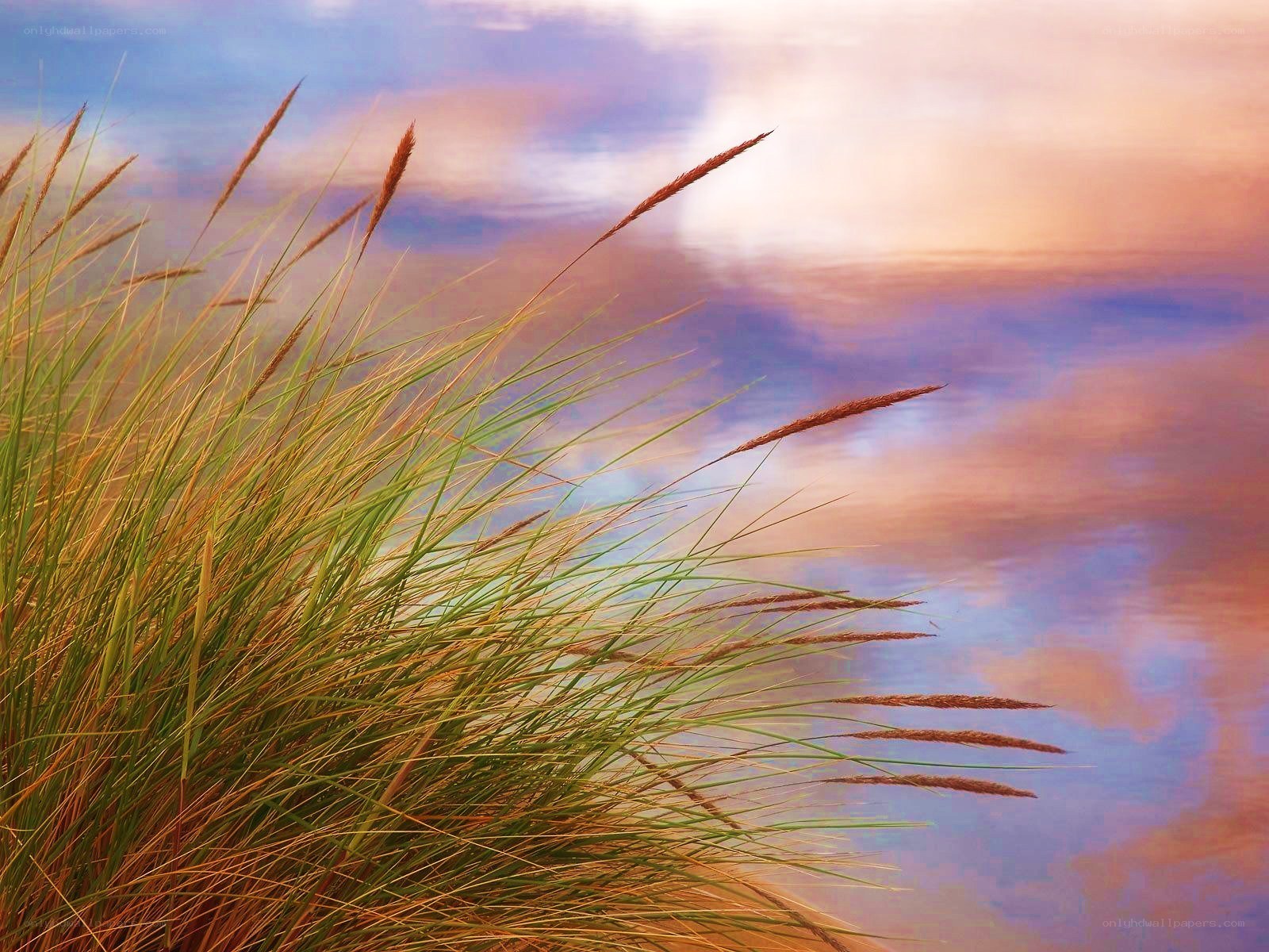 Grass at sunset by water
