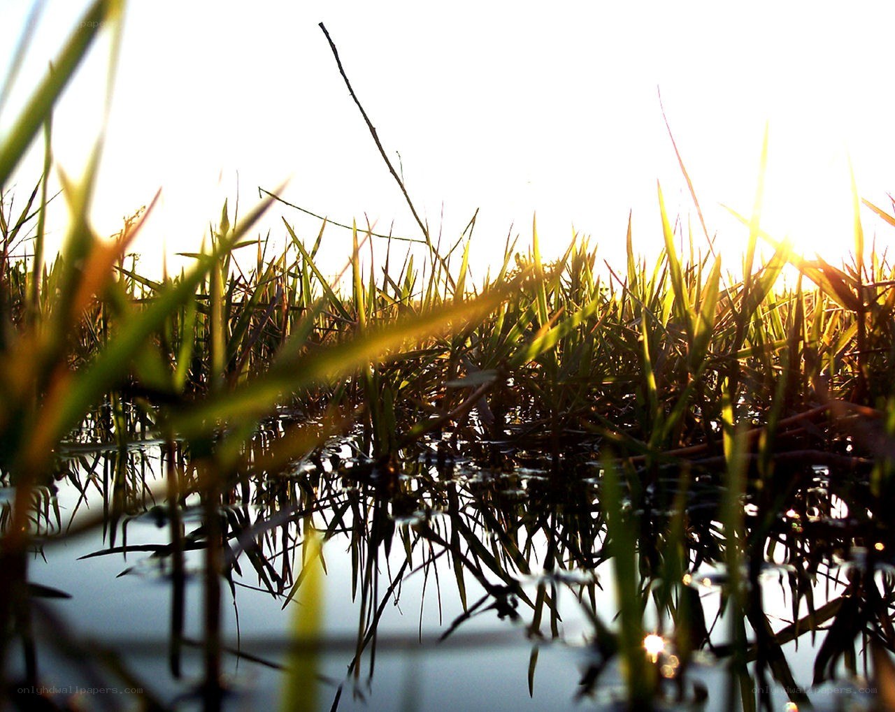 Grass at sunset by water