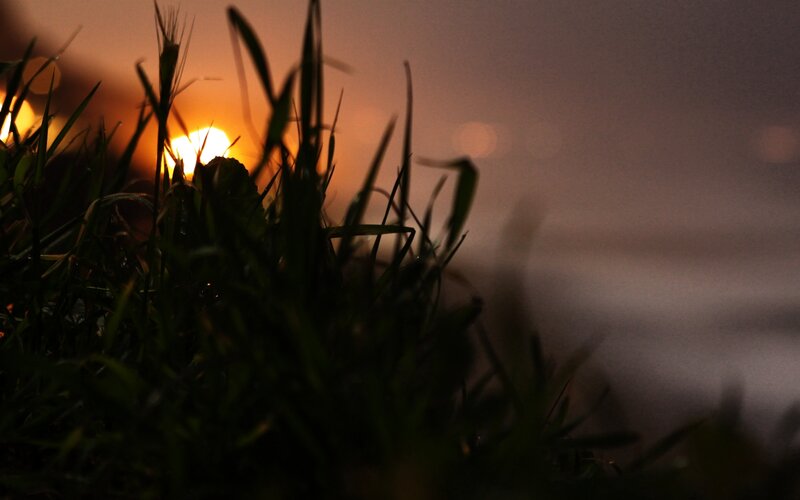 Grass at sunset