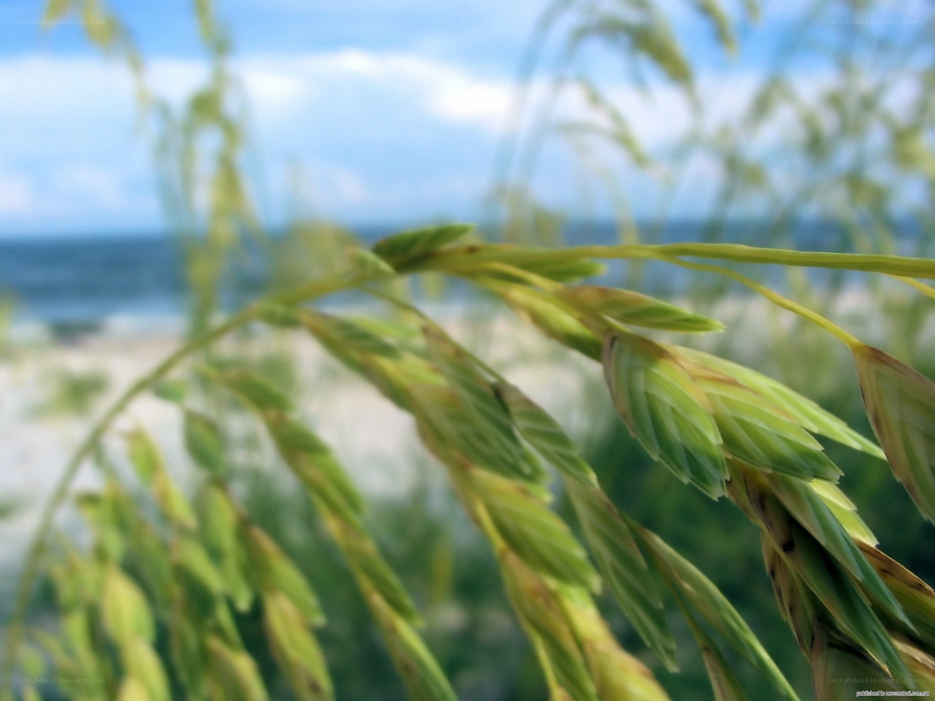 Grass at the beach