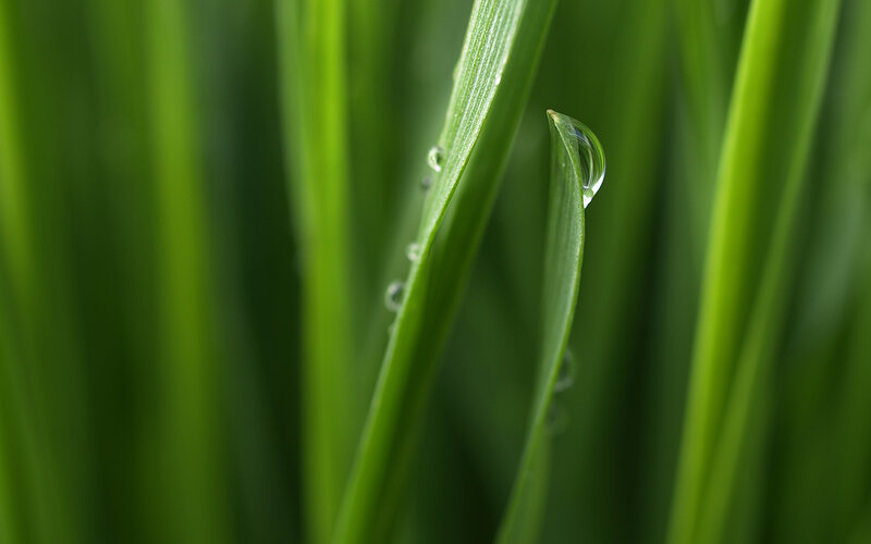 Grass Blade with Dew Drop — Green, Serene, Morning, Photograph
