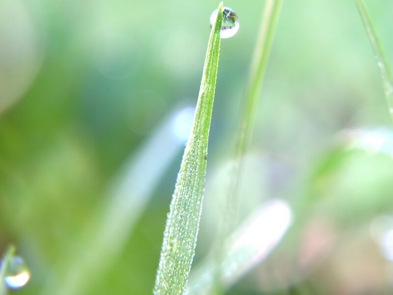 Grass Blade with Dew Drop — Green, Serene