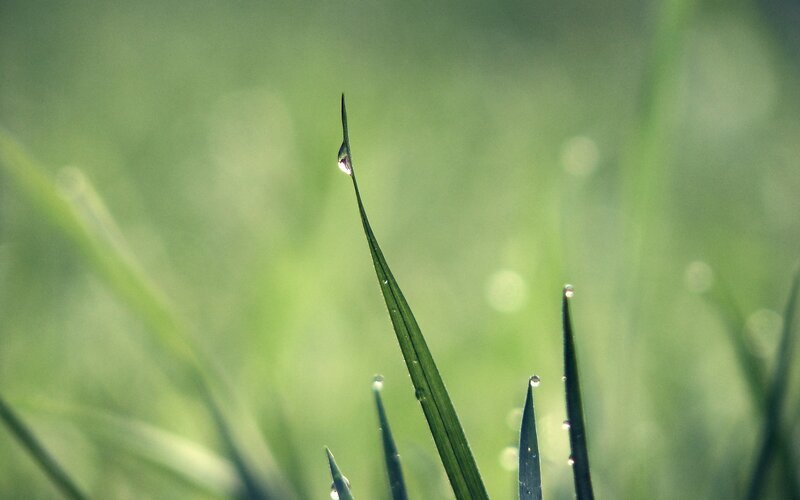 Grass Blade with Dew Drop — Green