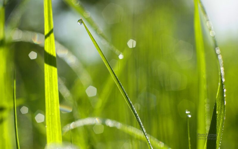 Grass Blade with Dew Drop