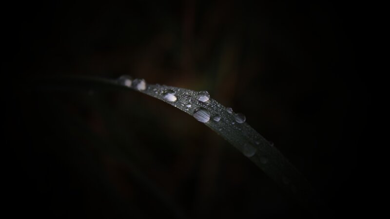 Grass Blade with Dew Drops — Black