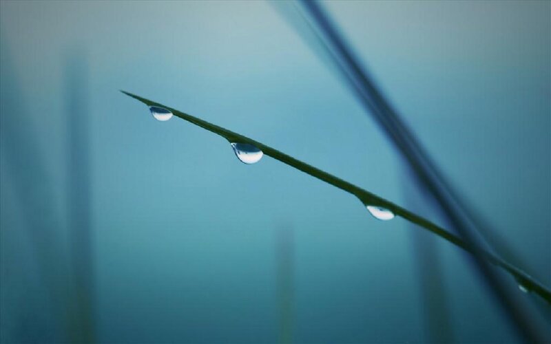 Grass Blade with Dew Drops — Blue, Serene