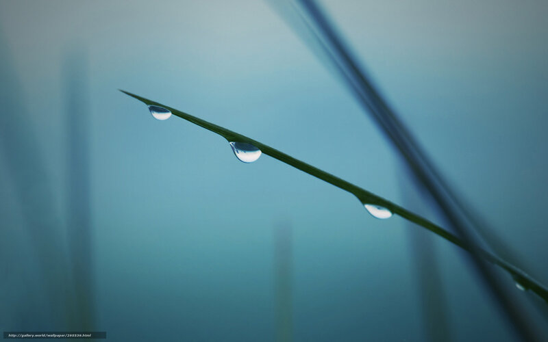Grass Blade with Dew Drops — Blue