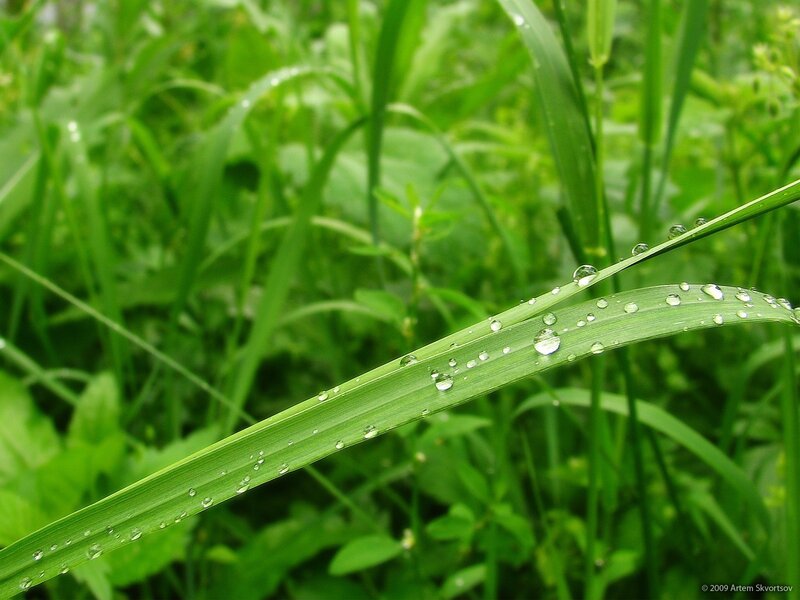 Grass Blade with Dew Drops — Green, Calm, Morning, Photograph, Green Grass