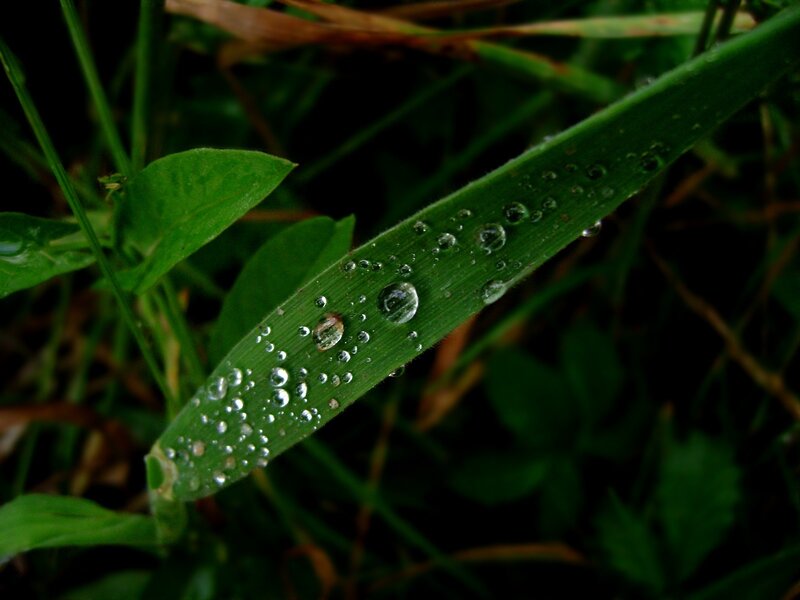 Grass Blade with Dew Drops — Green, Calm, Morning, Photograph, Leaf, Plant
