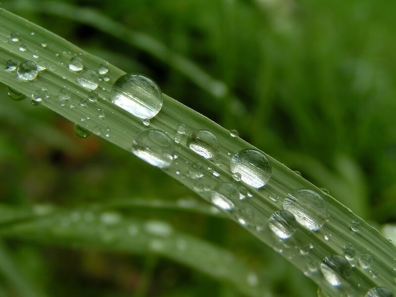 Grass Blade with Dew Drops — Green, Calm, Morning