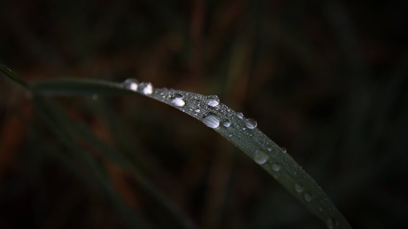 Grass Blade with Dew Drops — Green, Calm