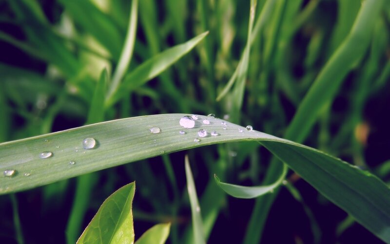 Grass Blade with Dew Drops — Green, Photograph