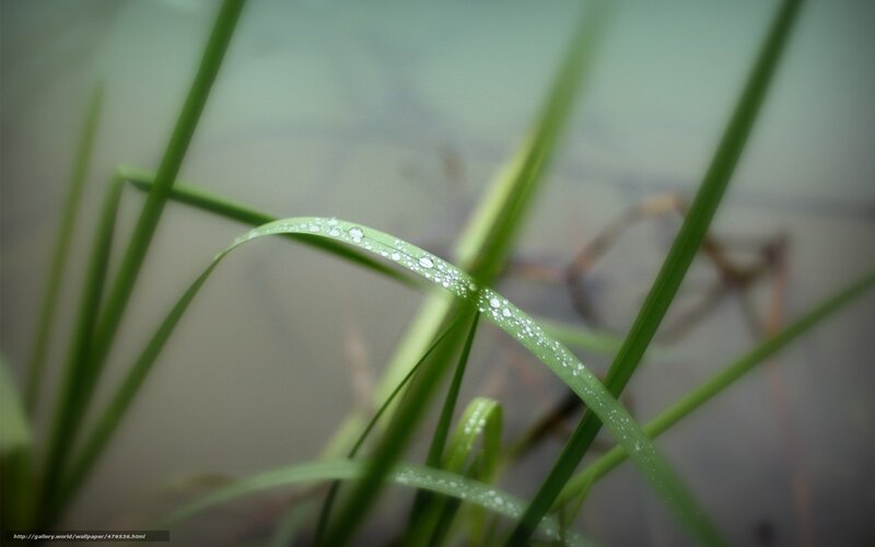 Grass Blade with Dew Drops — Green, Serene, Morning, Photograph, Dew Drops, Water
