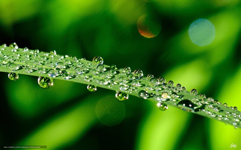 Grass Blade with Dew Drops — Green, Serene, Morning, Photograph, Leaf, Bokeh