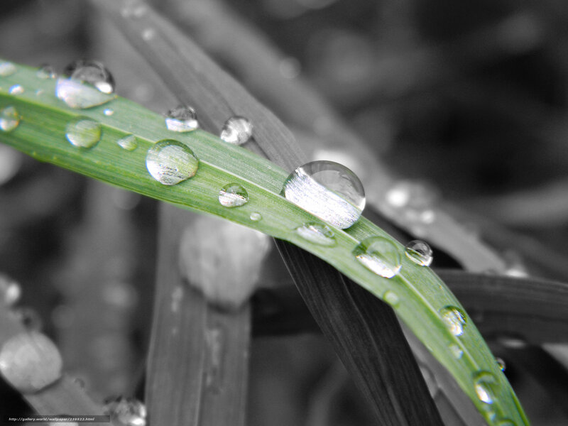 Grass Blade with Dew Drops — Green, Serene, Morning, Photograph, Leaf, Water Droplets
