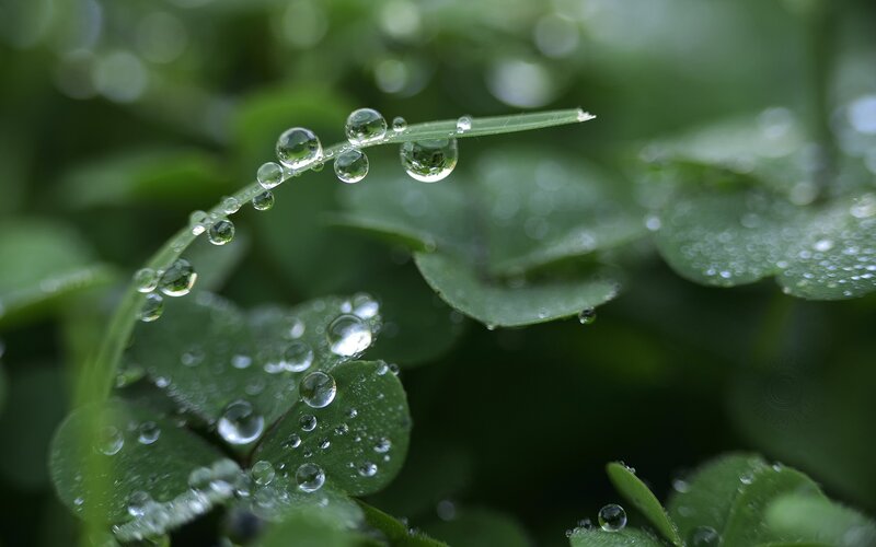 Grass Blade with Dew Drops — Green, Serene, Morning, Photograph, Leaves