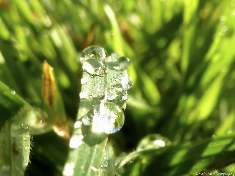 Grass Blade with Dew Drops — Green, Serene, Morning, Photograph, Sunlight, Green Grass