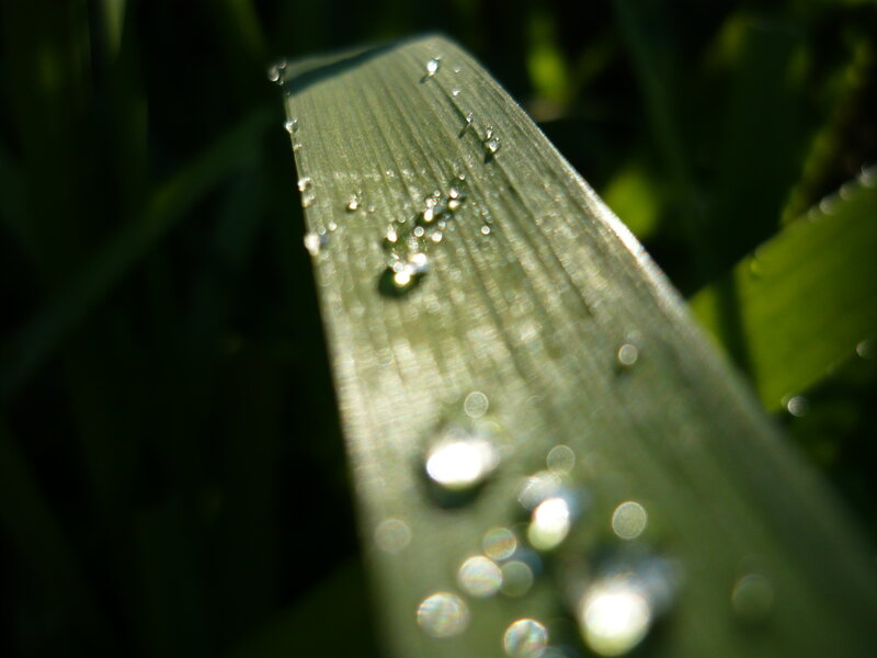 Grass Blade with Dew Drops — Green, Serene, Morning, Photograph, Sunlight, Leaf
