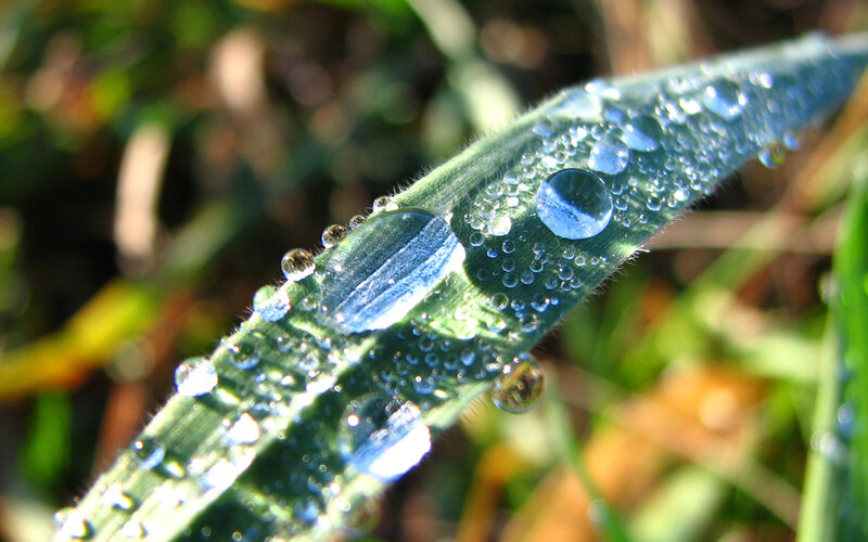 Grass Blade with Dew Drops — Green, Serene, Morning, Photograph, Sunlight