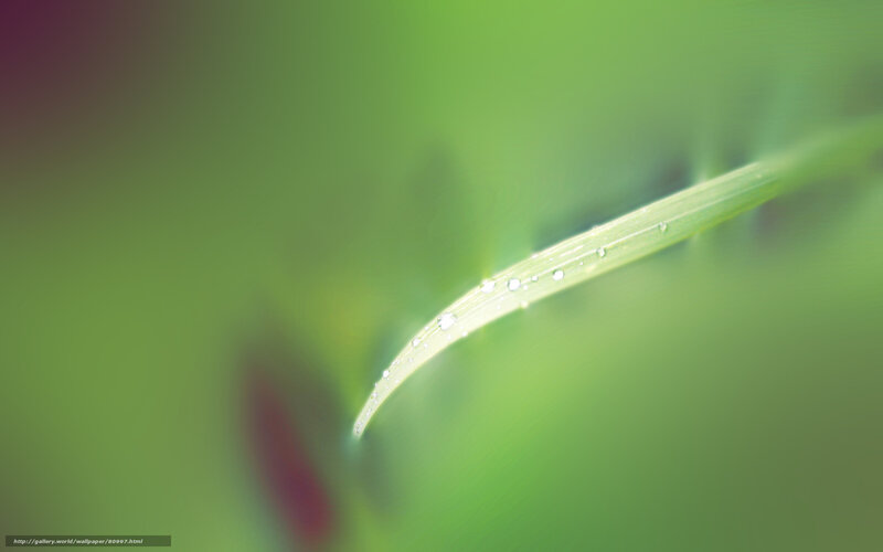 Grass Blade with Dew Drops — Green, Serene, Morning