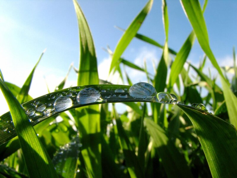 Grass Blade with Dew Drops — Green, Serene