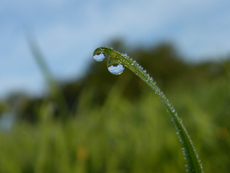 Grass Blade with Dew Drops — Green