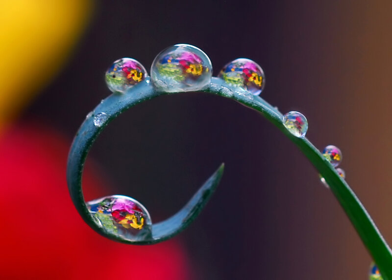 Grass Blade with Dew Drops