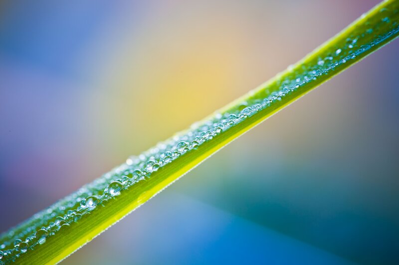 Grass Blade with Dew — Green, Serene, Morning, Photograph, Sunlight