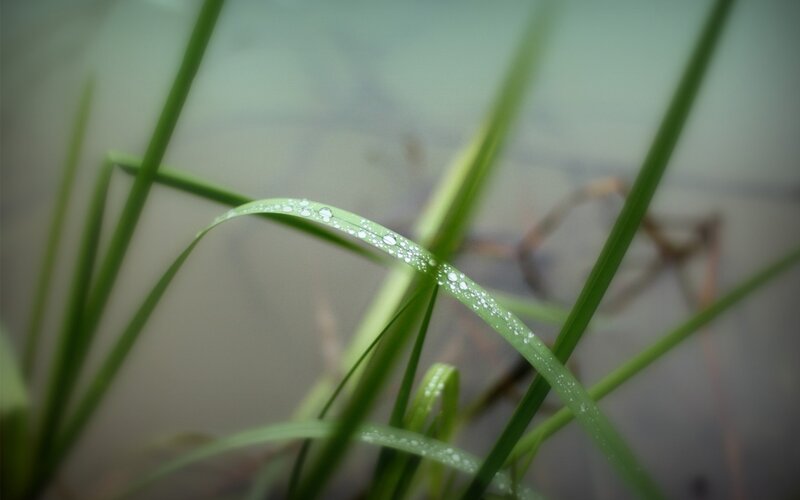 Grass Blade with Dew