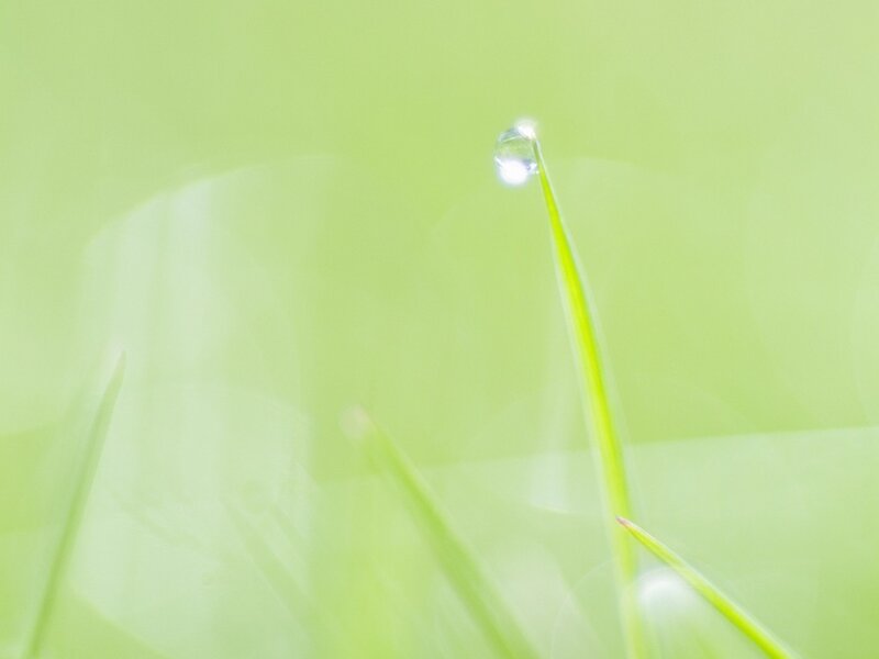 Grass Blade with Water Droplet — Green, Serene, Morning, Photograph, Water Droplet, White