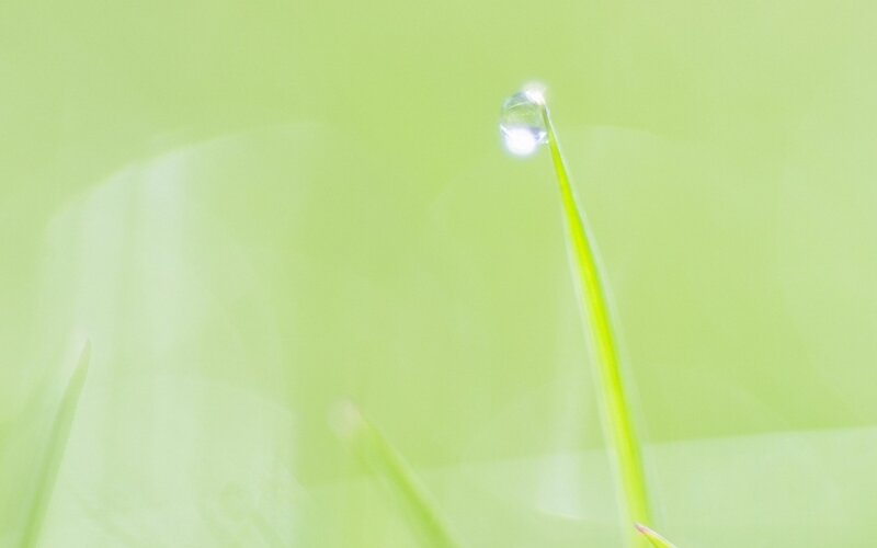 Grass Blade with Water Droplet — Green, Serene