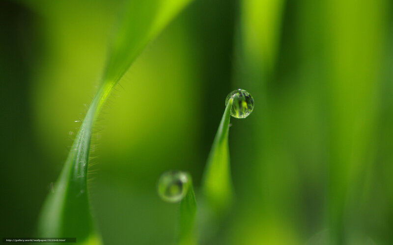 Grass Blade with Water Droplet — Green