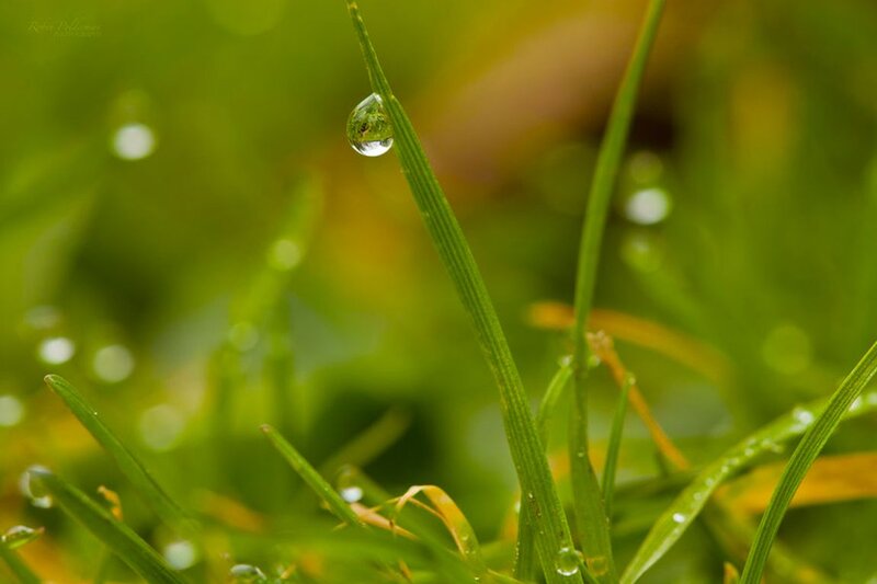 Grass Blade with Water Droplet